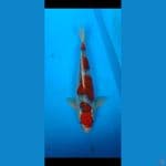 red ghosiki SQ.... 44cm.. jantan