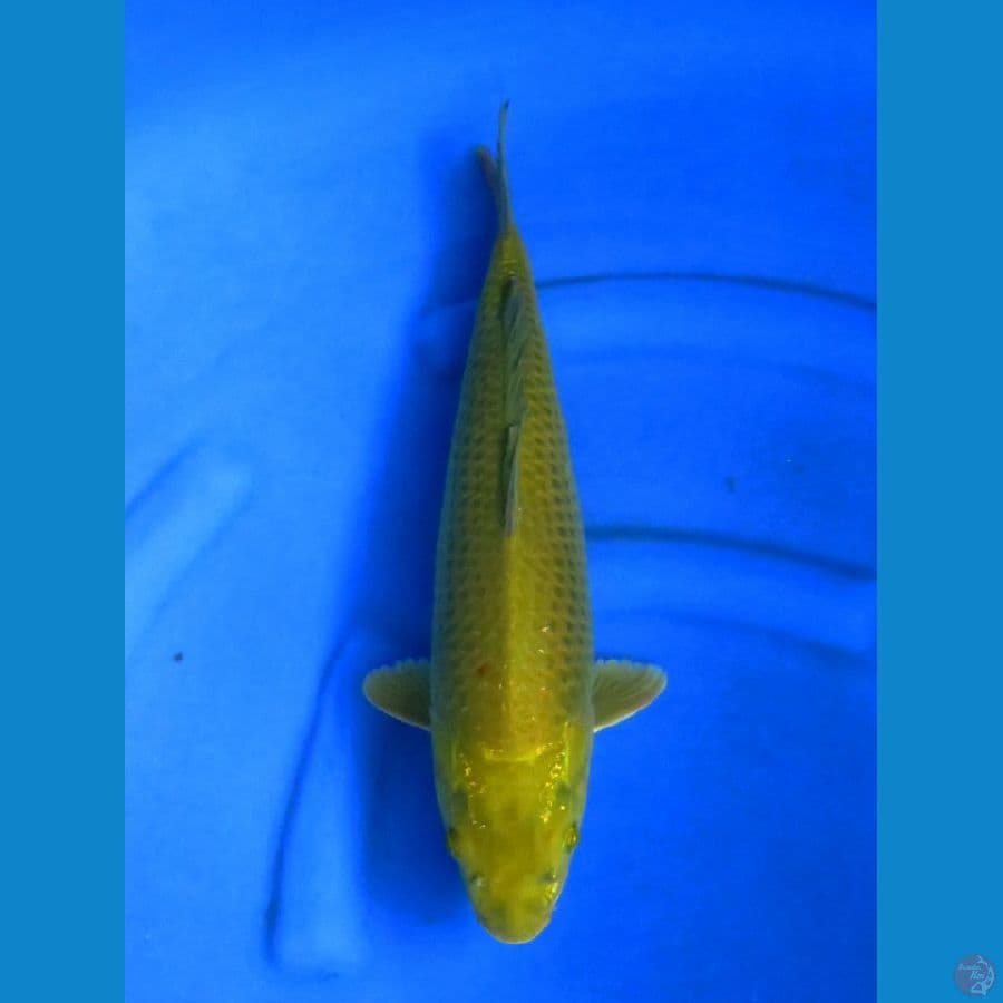midori jumbo male 41cm