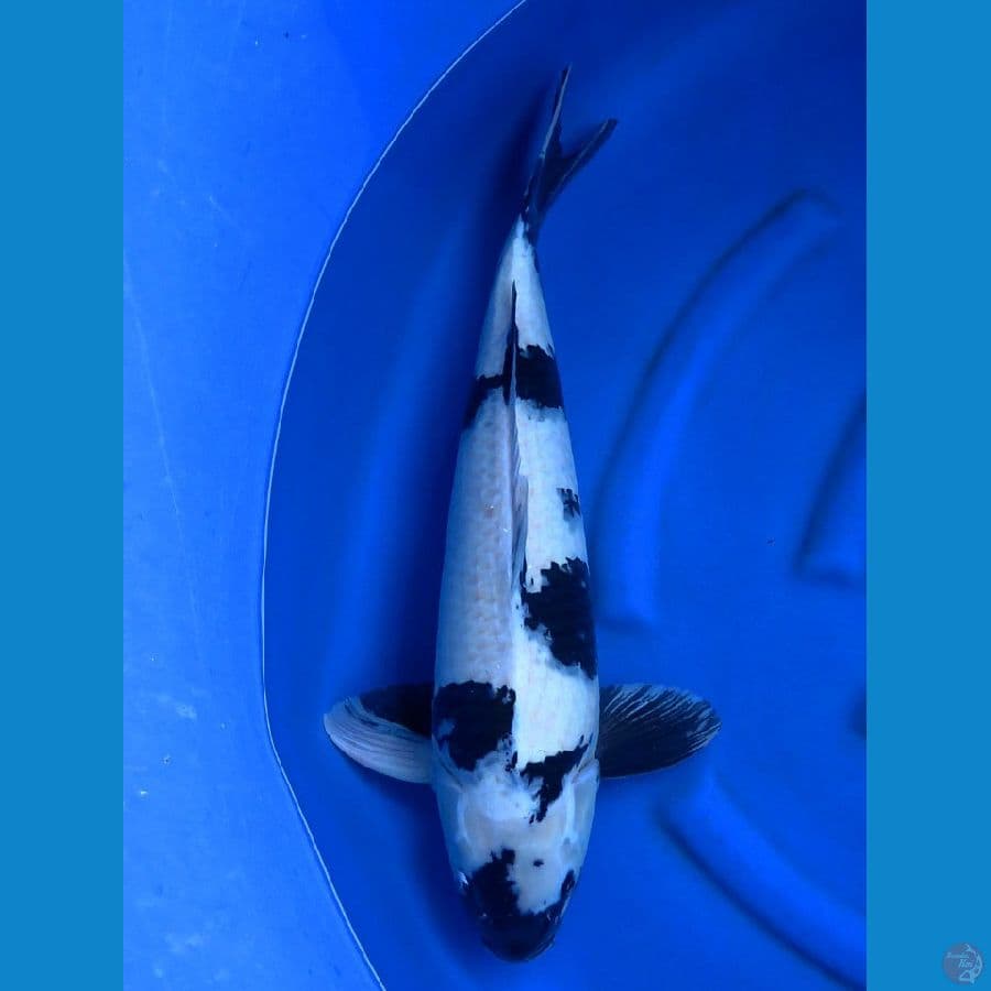Siro jumbo sq juara 1 size 60cm