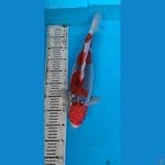 red ghosiki SQ (pipi luka sedikit) .... 45cm.... female