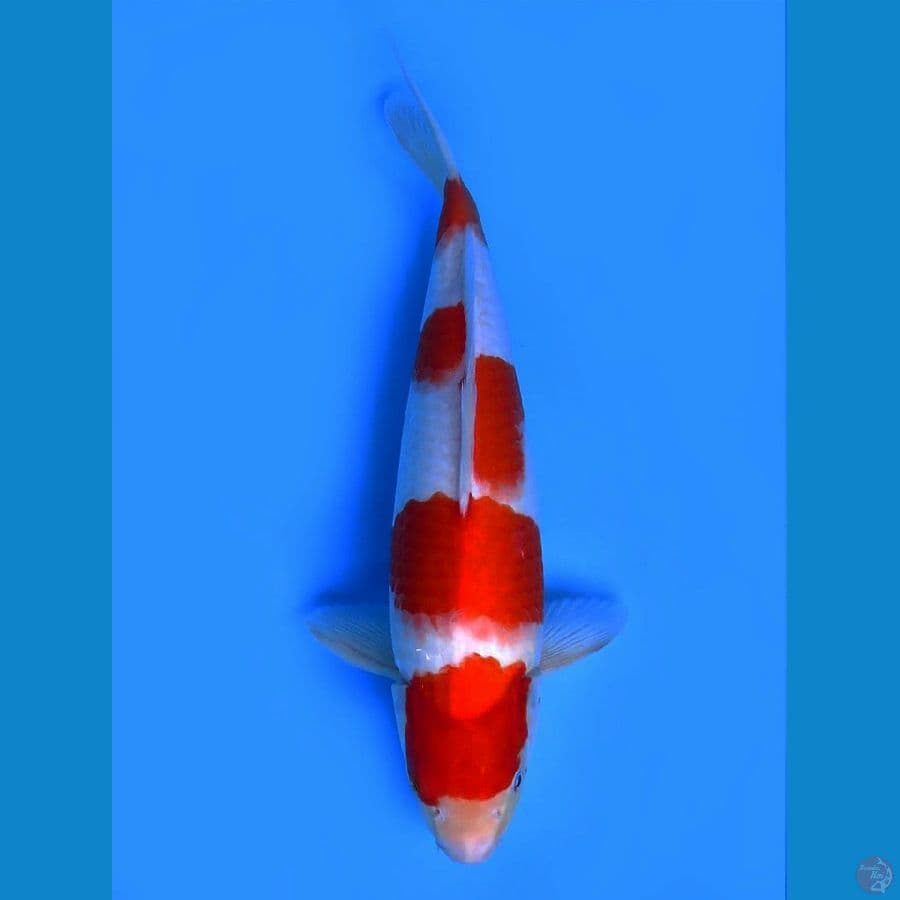 yondan kohaku original F1 38cm 