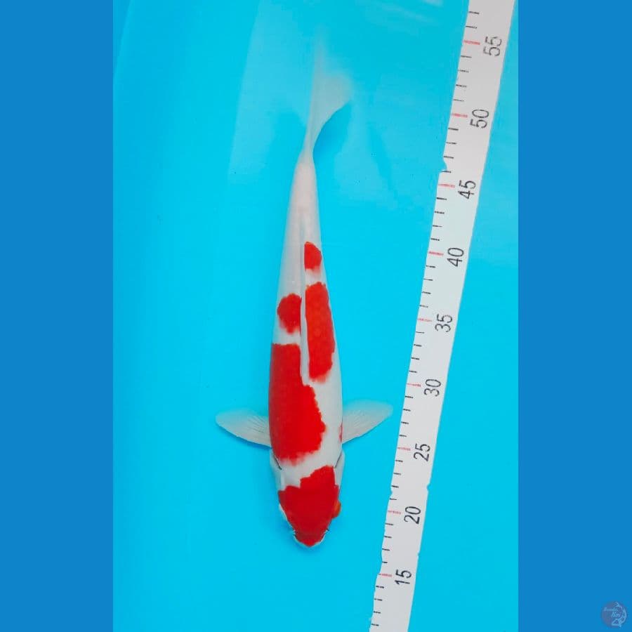 KOHAKU 35 cm 
