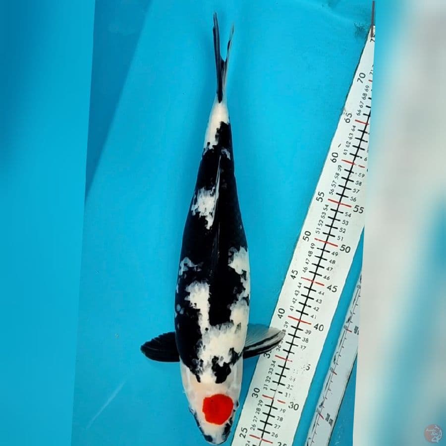 tanco sowa 46cm/f