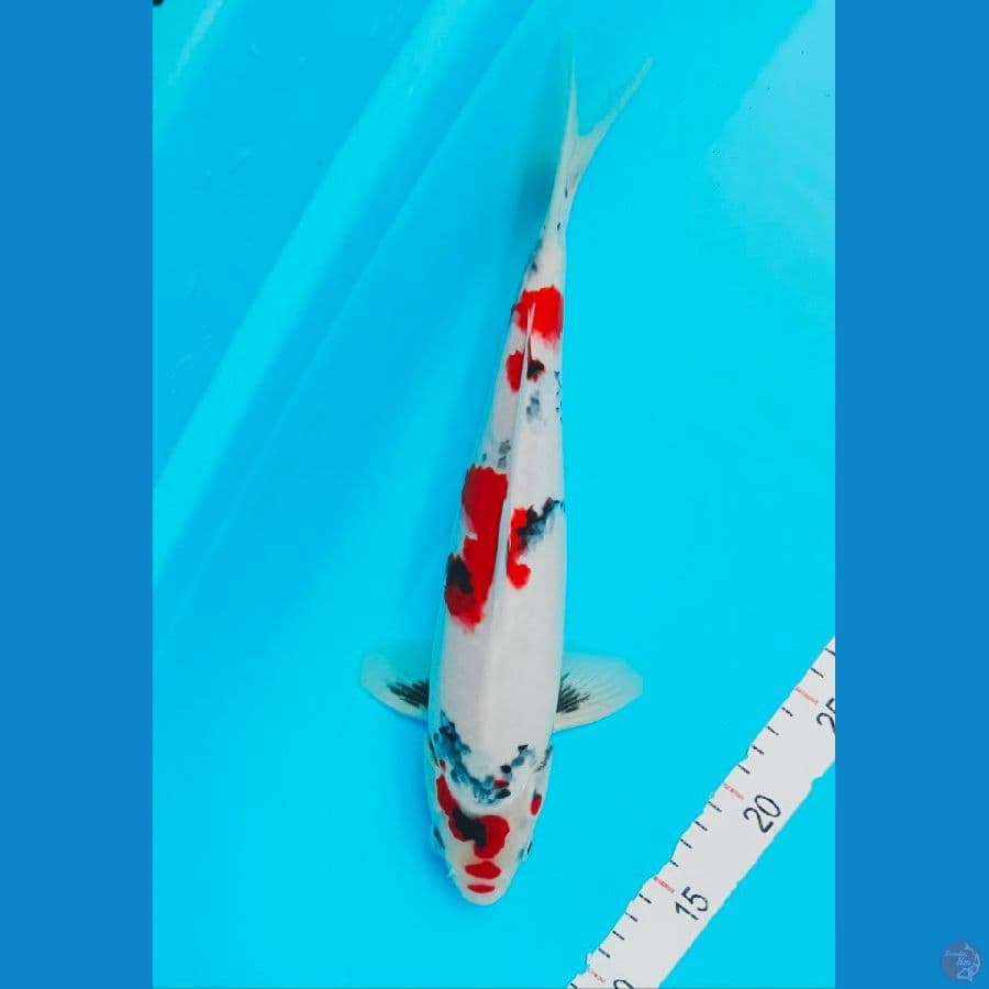 SHOWA 34 cm