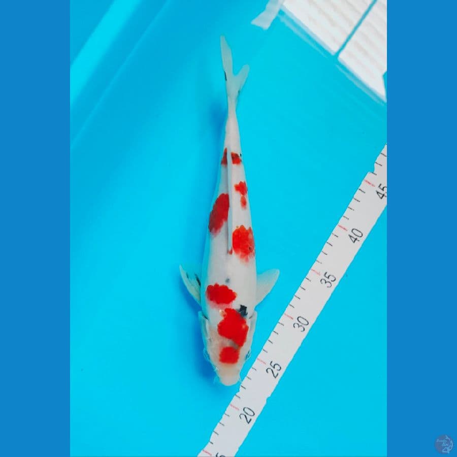 SANKE 30 CM