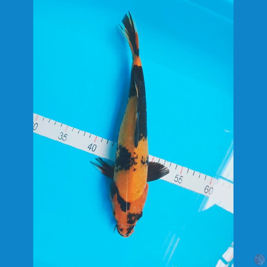 UTSURI 33 cm