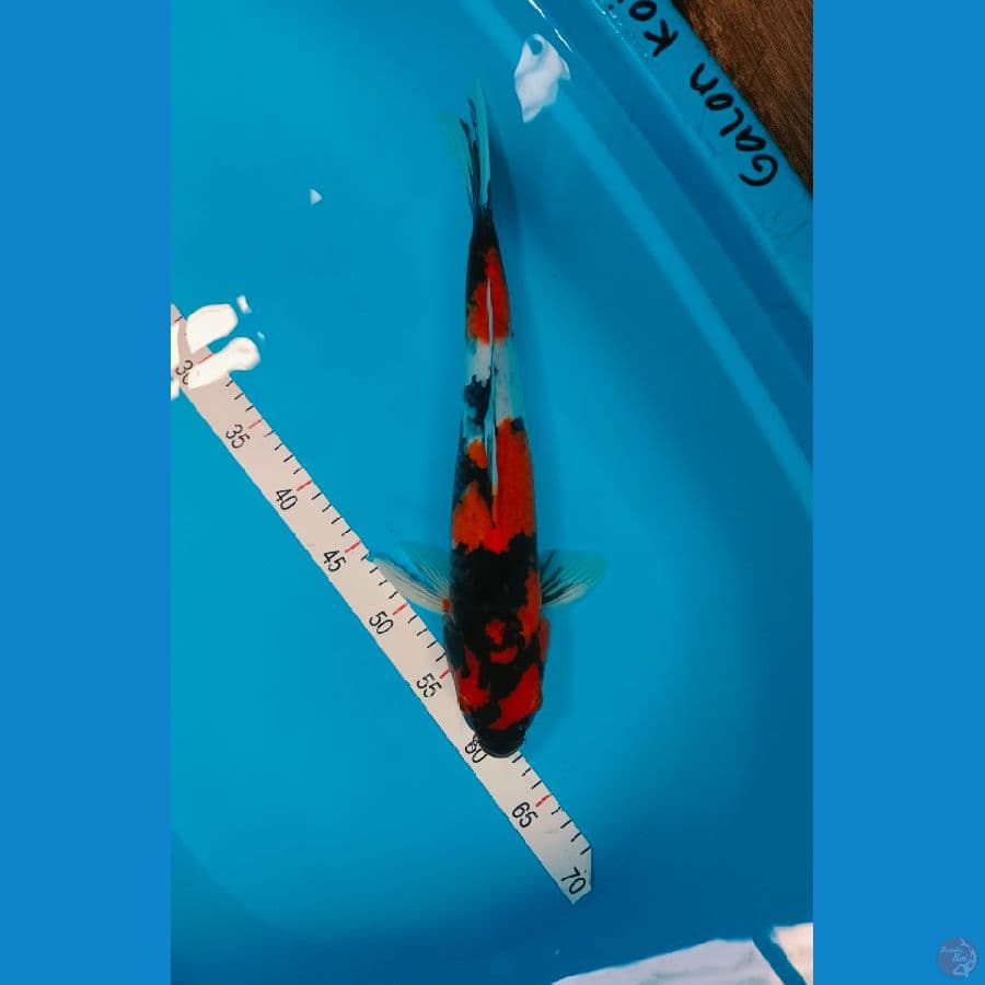 SHOWA 40CM