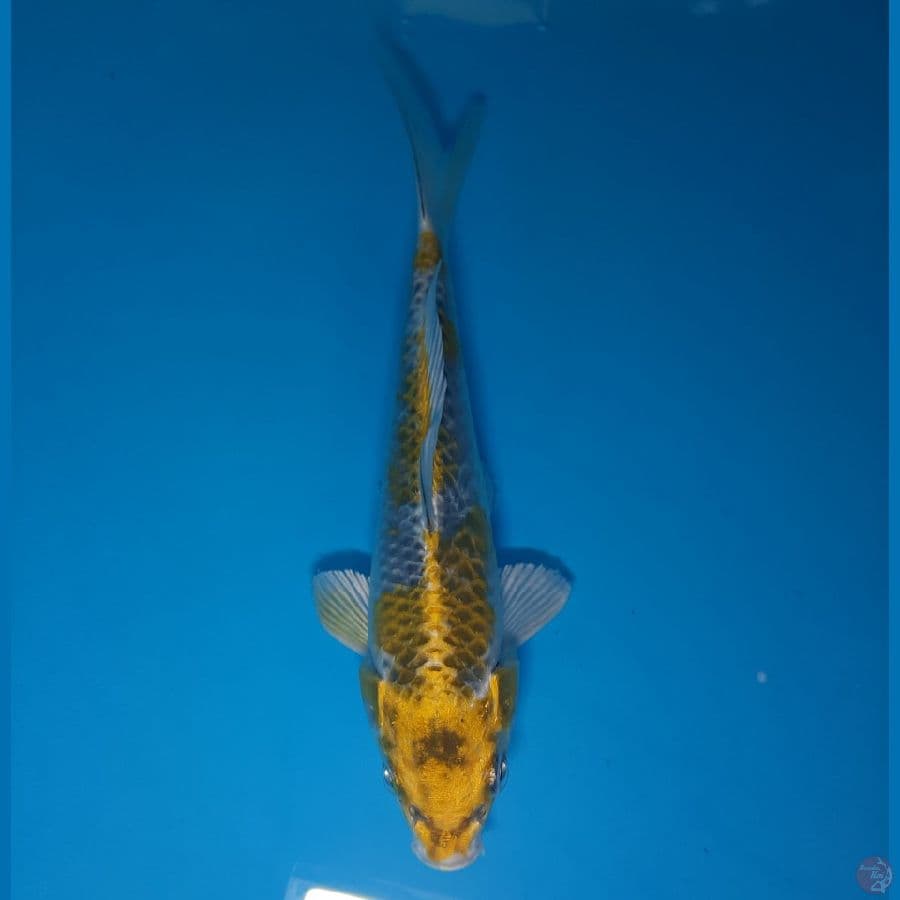 Ki Kujaku (13cm)