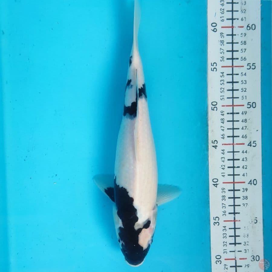 siro 30cm
