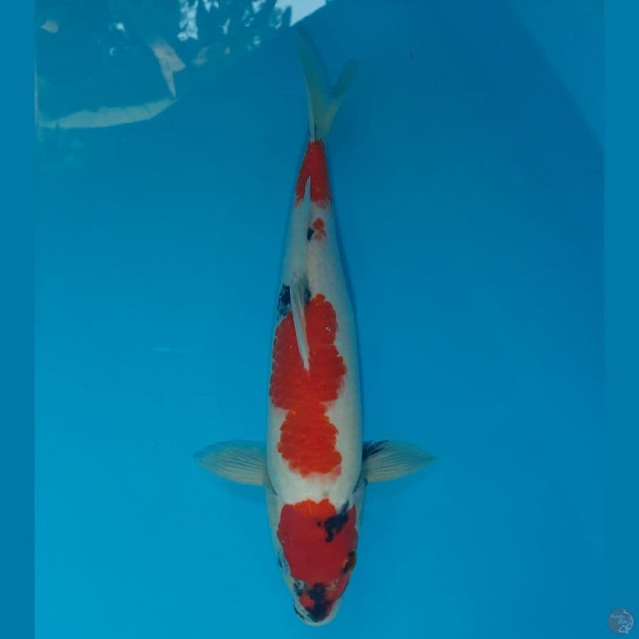 Kindai Showa Tategoi (31cm)