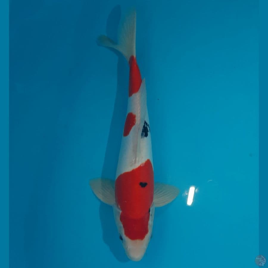 Benikumonryu (31cm)