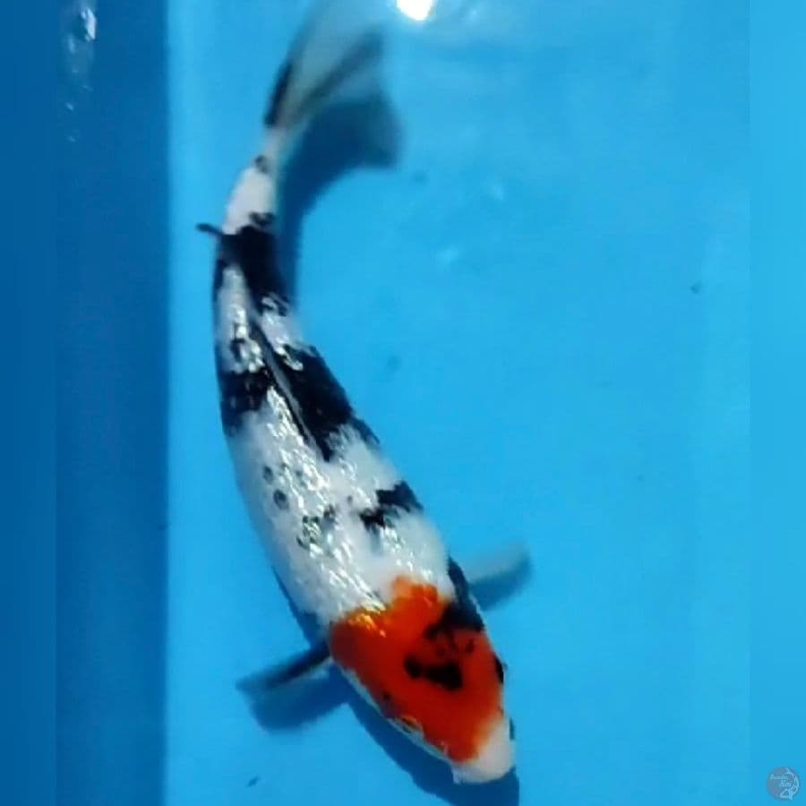 tanco sowa ginrin 30cm