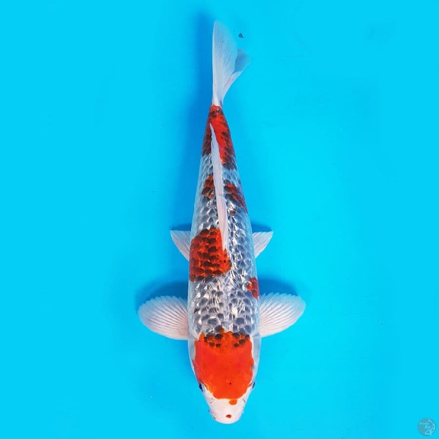 RED GOSHIKI GINRIN 40 cm
