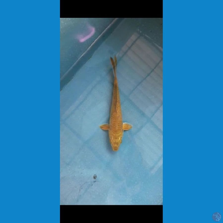 Midori 25 Cm Male
