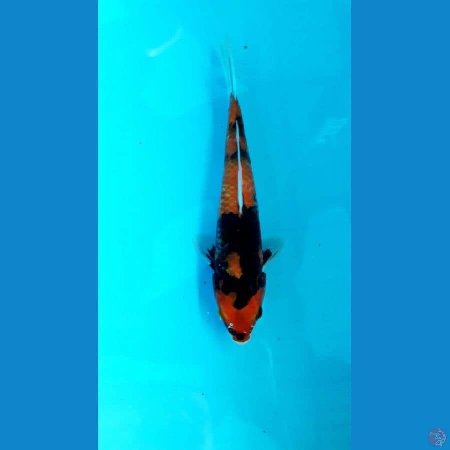 Showa 25Cm male