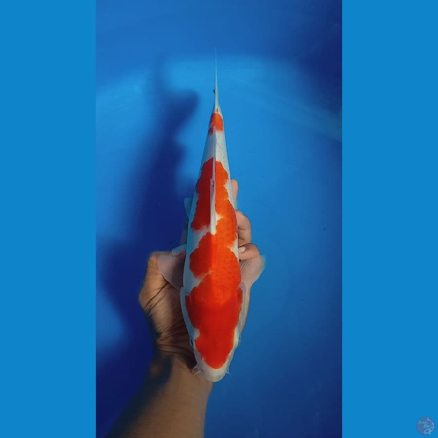 Kohaku 30 cm