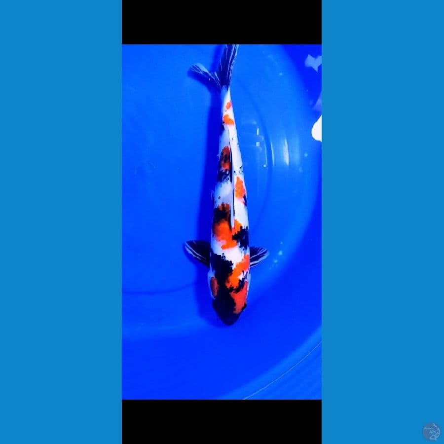 Showa 41cm