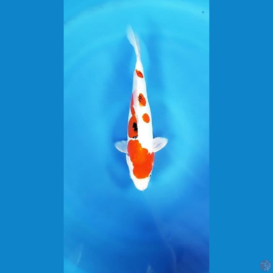 sanke doitsu 30cm