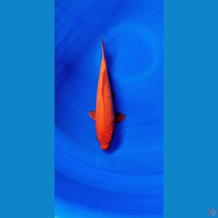 benygoi tembus 30cm