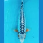 Susui Sq Male