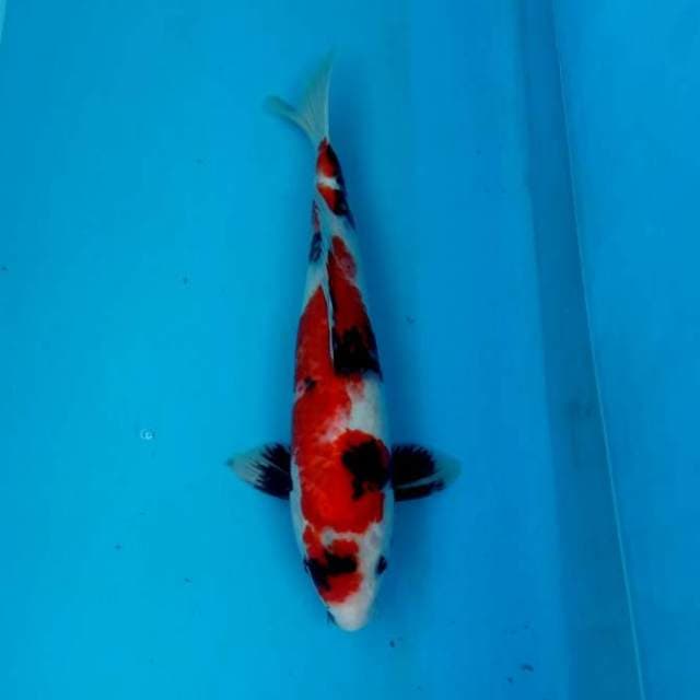 Showa quality 35cm