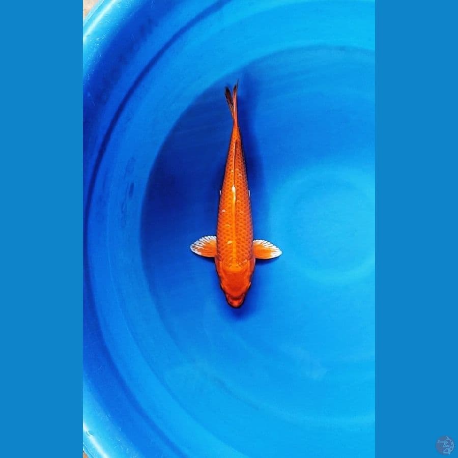 orenji 35cm