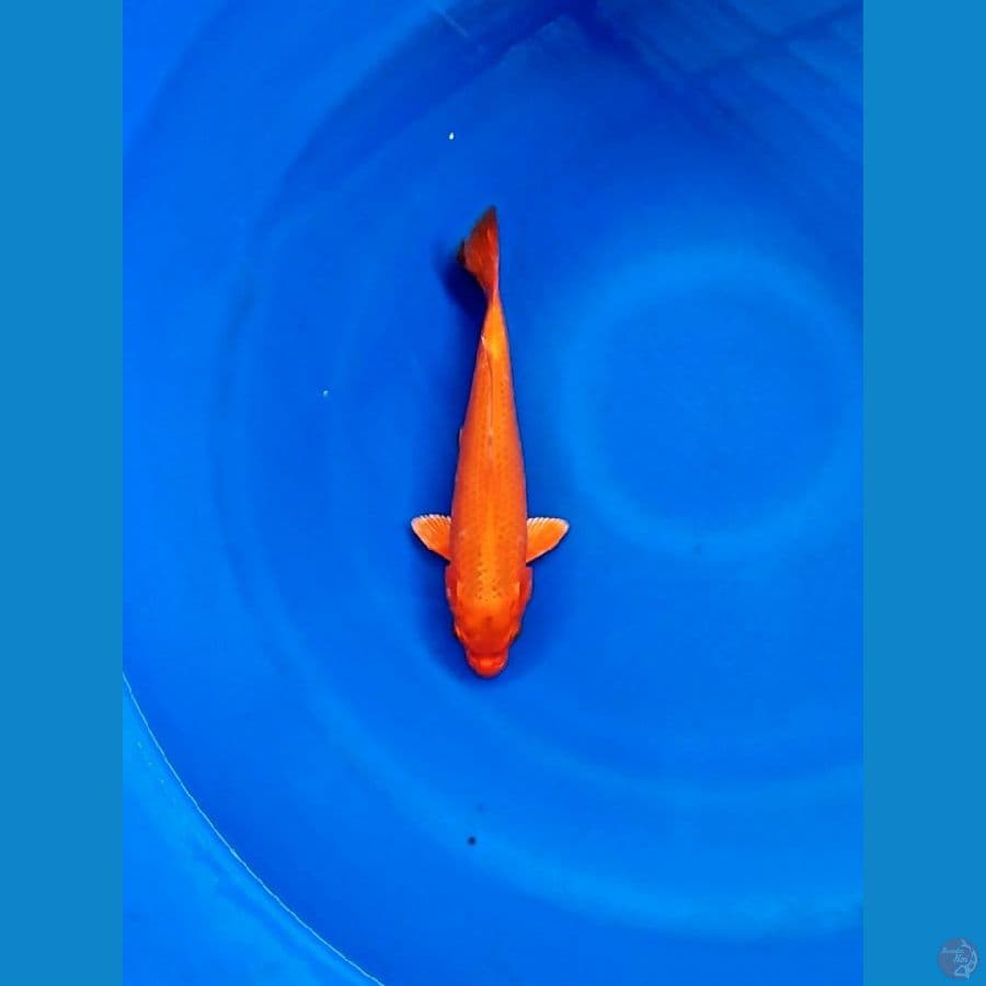 orenji 29cm