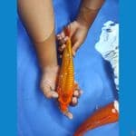 POP CORN KEMERLIP 27 CM