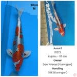 red kujaku f1 prestasi juara 1 50cm