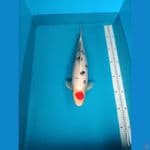 ready show free handling tancho sanke 55cm