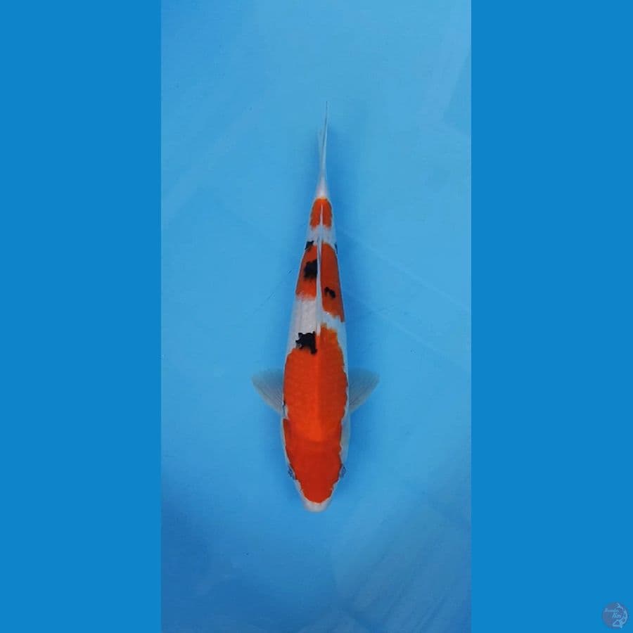 Sandan sanke simple 31cm