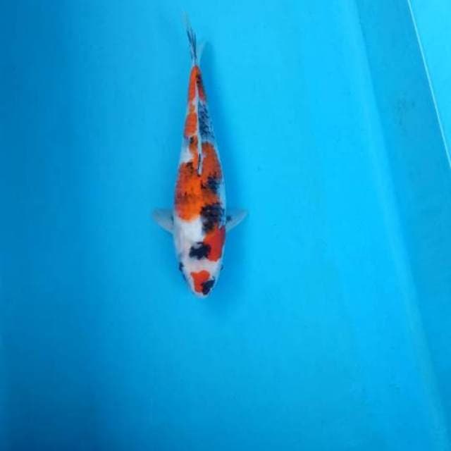 Tategoi showa 30cm