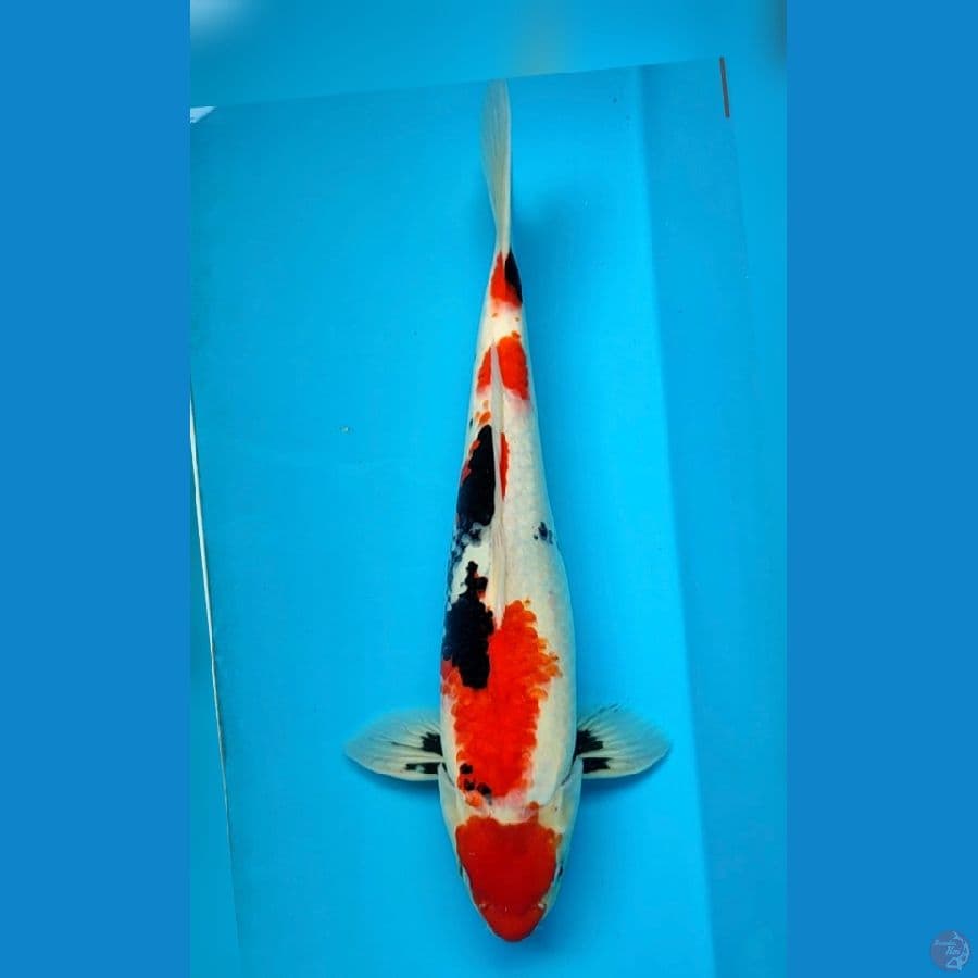 maruten sowa 40cm/m