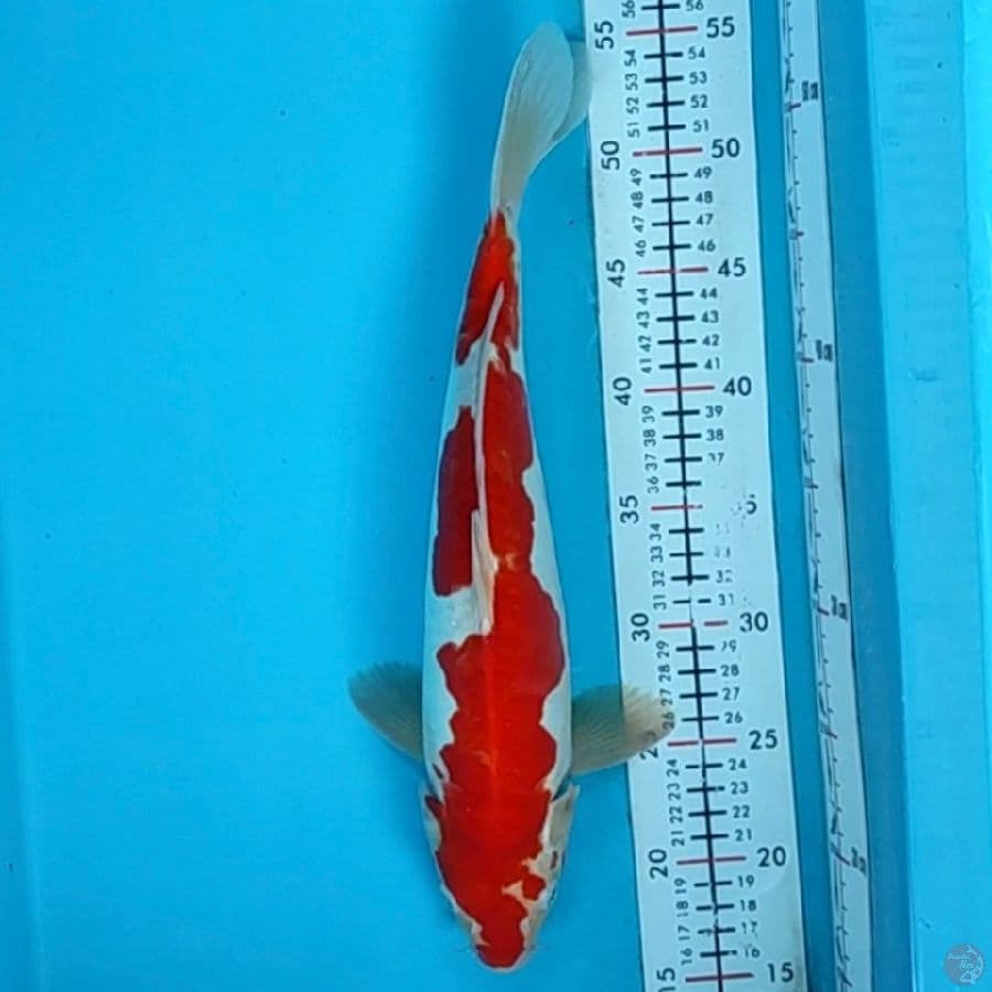 kohaku doit aragoke37cm