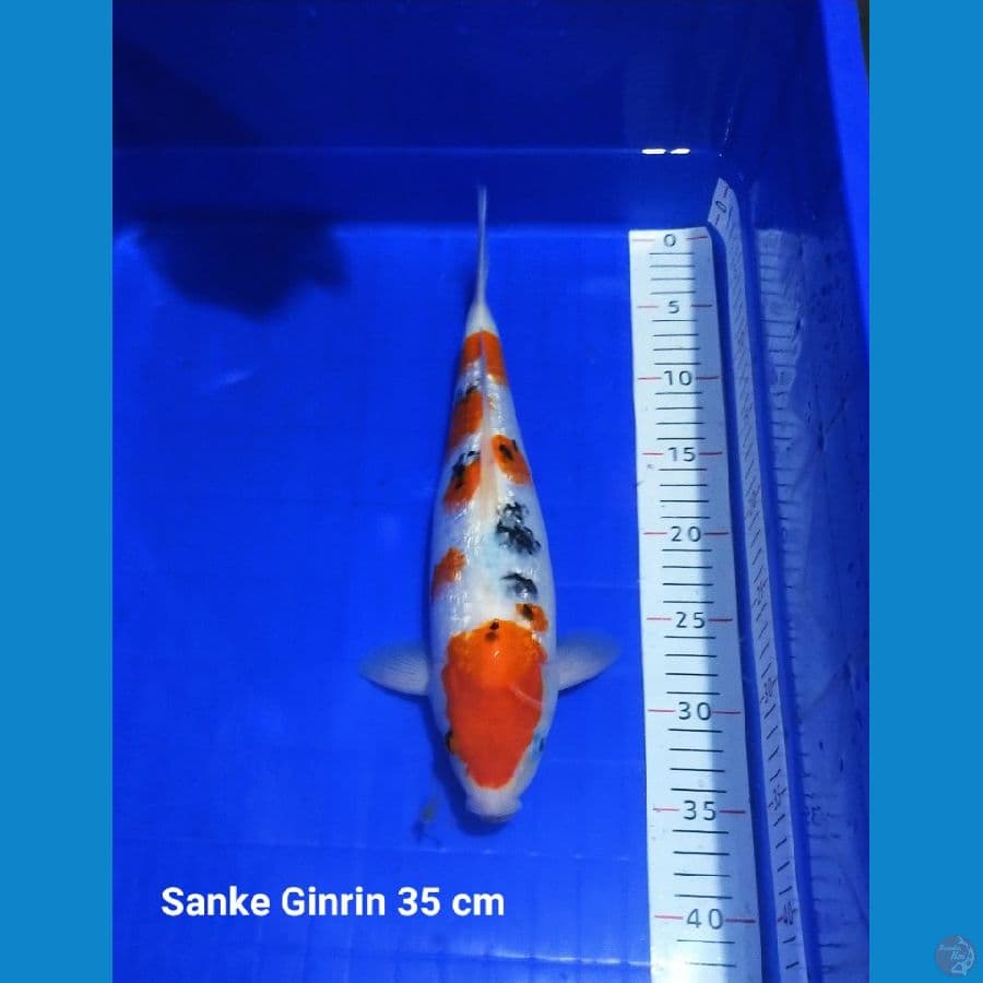 SANKE GINRIN SQ