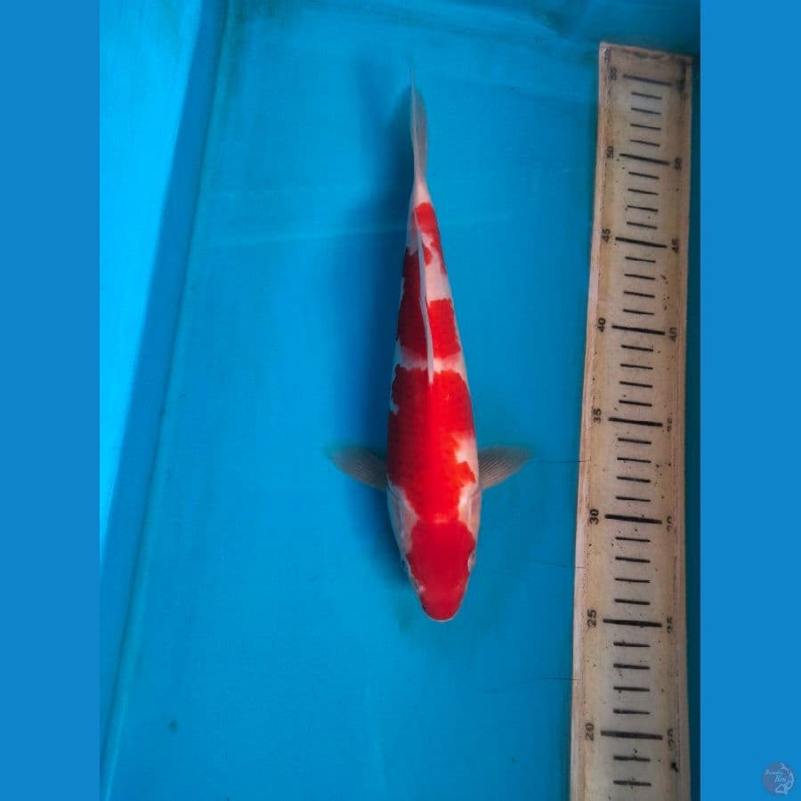 kohaku 27cm