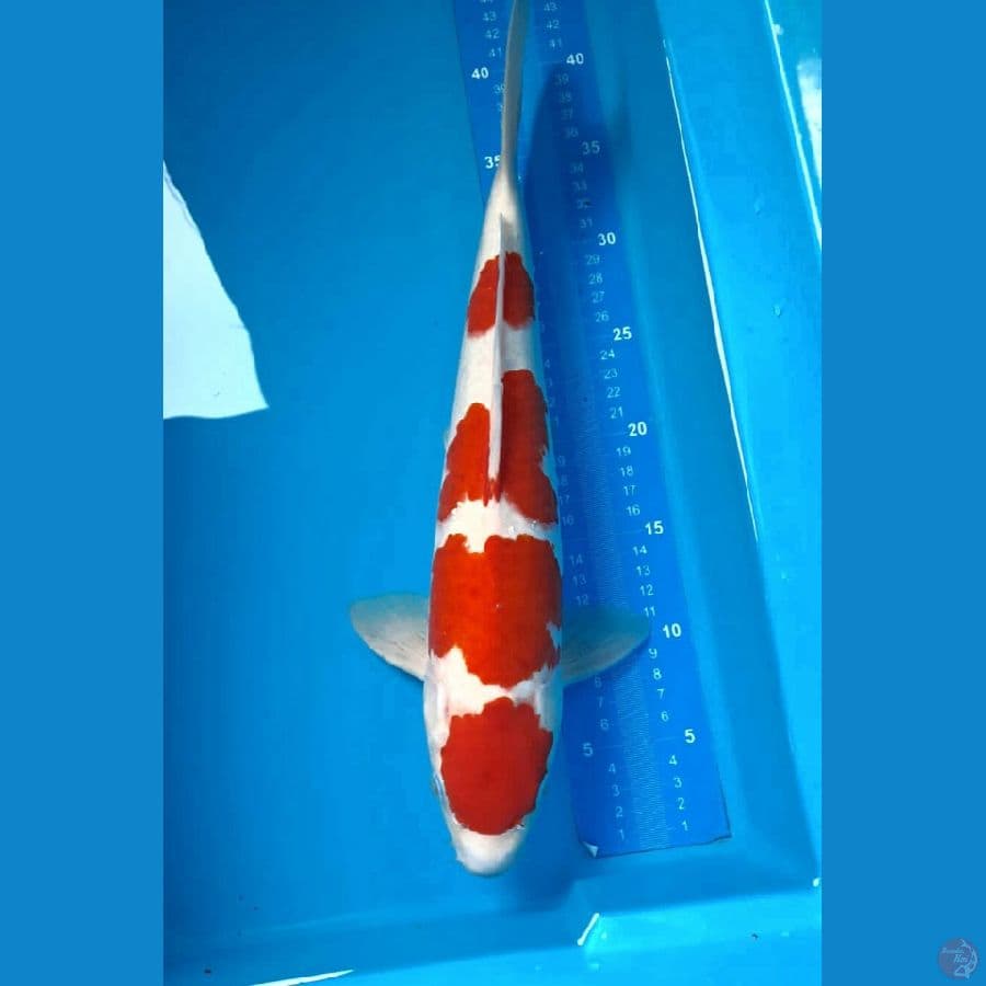 Kohaku Male 40 Cm