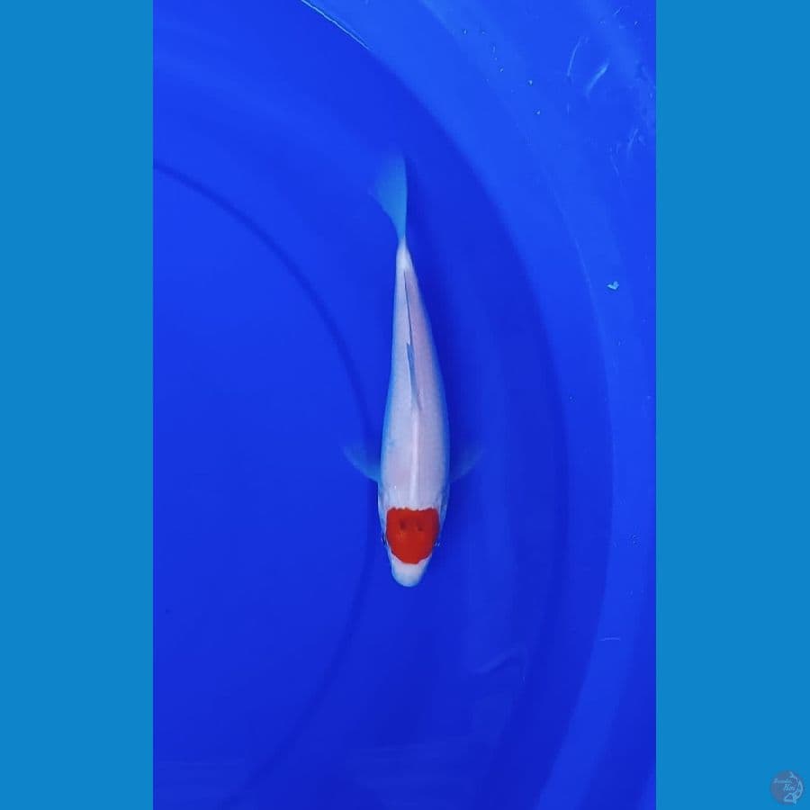 Tancho Kohaku s 25cm
