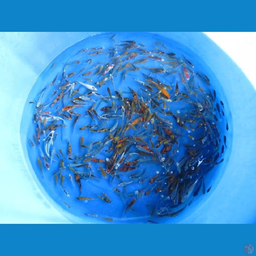 Mix koi 445 ekor - 5-17cm