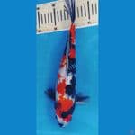showa male 37 cm