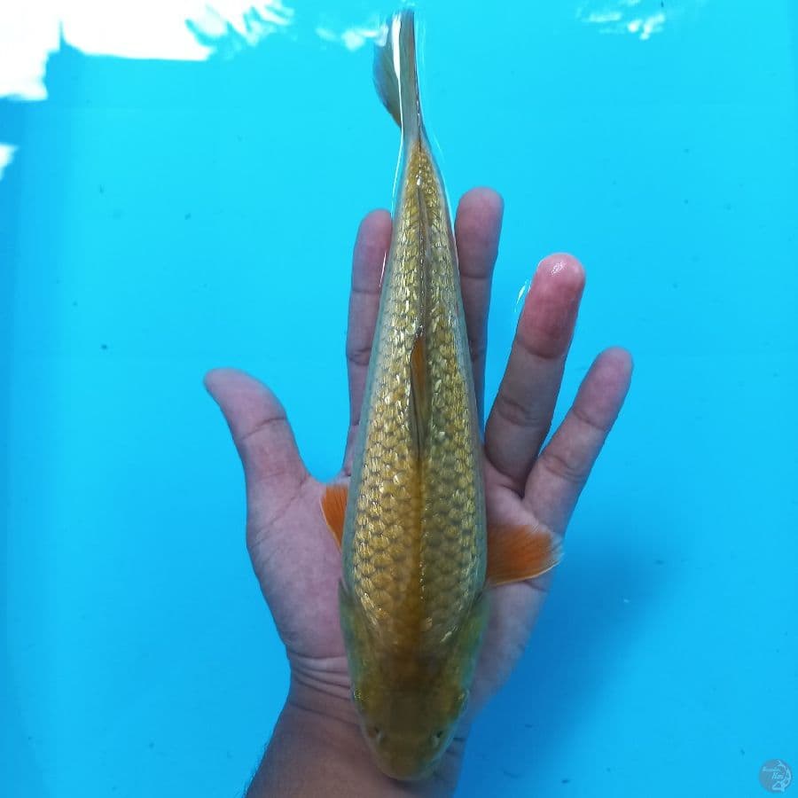 *MIDORIGOI//ML/26 CM*