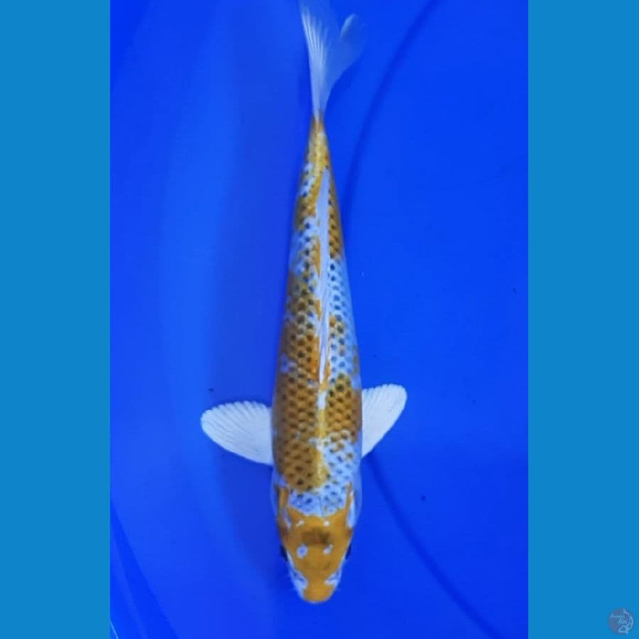 Hariwake 21CM