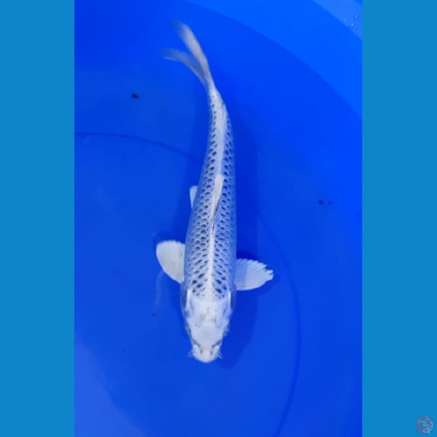 Matsuba 25CM