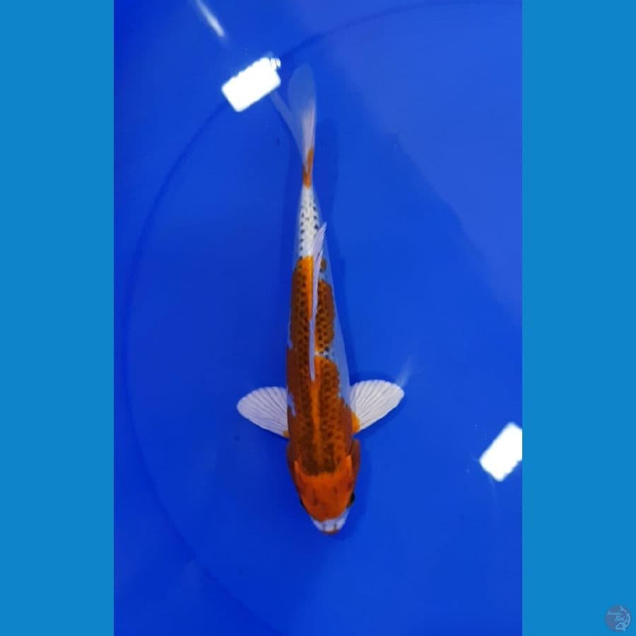 Kujaku 21CM