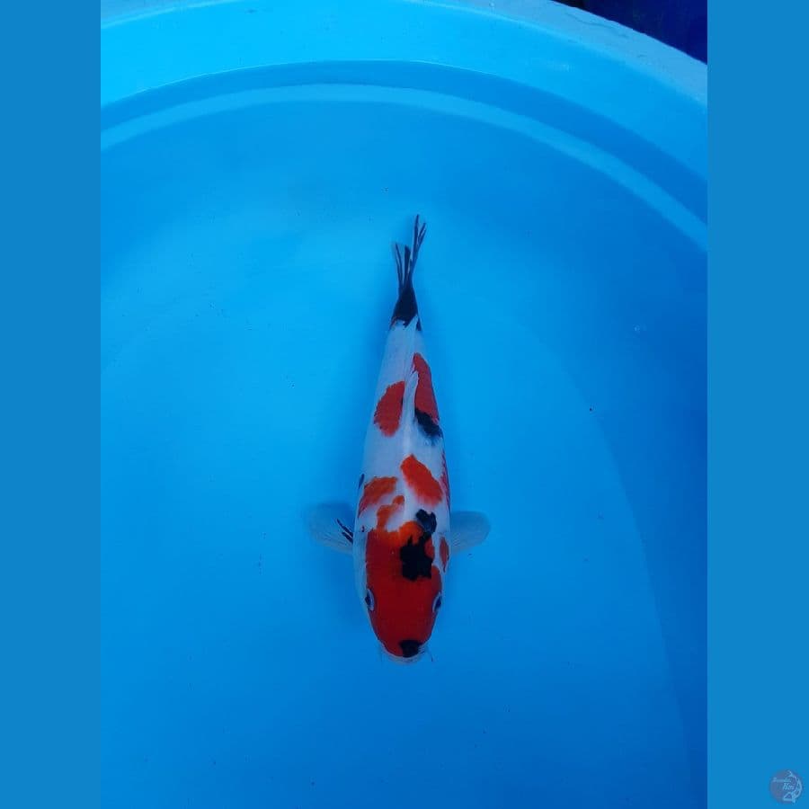 BEST SHOWA TATEGOI 33 CM 