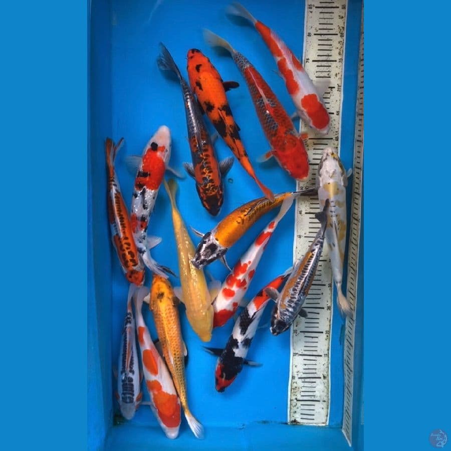 mix 15 ekor 28-35cm