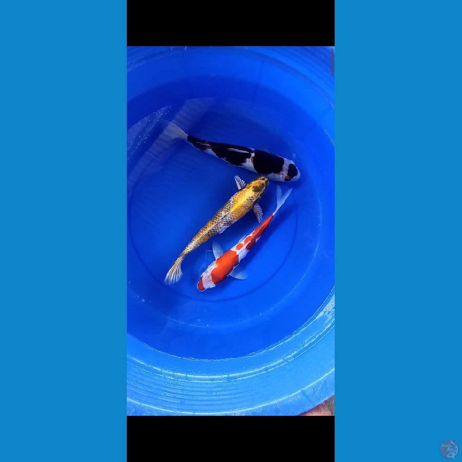 mix 33_37cm