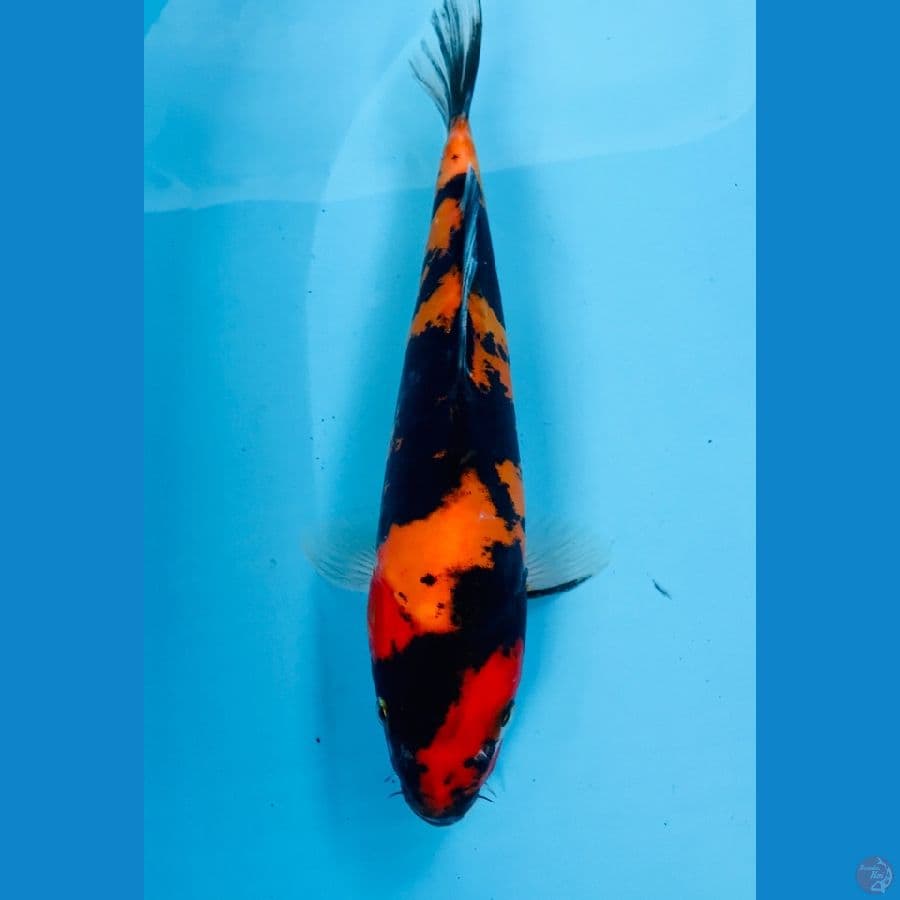hi showa doitsu 25cm