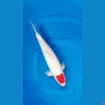 SHUKUFUKU 4 - Ori Tc Kohaku Doitsu 38cm/m⁶