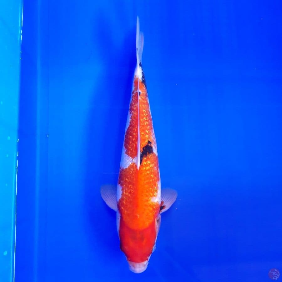Showa Ginrin 31cm